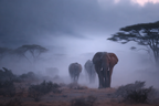 Elefantenherde In Nebliger Landschaft Morgendliche Stimmung | Safari und Wildtiere | Tiere