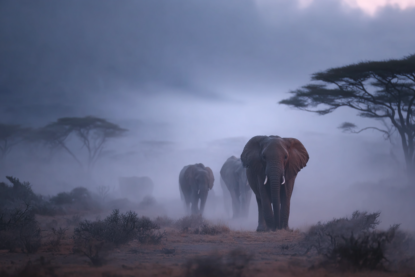 Elefantenherde In Nebliger Landschaft Morgendliche Stimmung | Safari und Wildtiere | Tiere