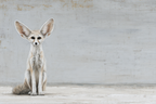 Fennec Fuchs Stilisierte Illustration Mit Grossen Ohren | Safari und Wildtiere | Tiere