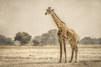 Giraffe In Natur Entspannt Kunstvoll Mit Weichen Farben | Safari und Wildtiere | Tiere