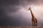 Giraffe In Natural Setting Mit Dramatischem Himmel | Safari und Wildtiere | Tiere