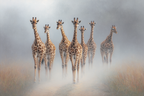 Giraffen Im Nebelhafte Landschaft Walken Durch Graspfad | Safari und Wildtiere | Tiere