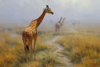 Giraffen In Nebelhaftem Umfeld Auf Einem Pfad Im Naturlichen Landschaft | Safari und Wildtiere | Tiere
