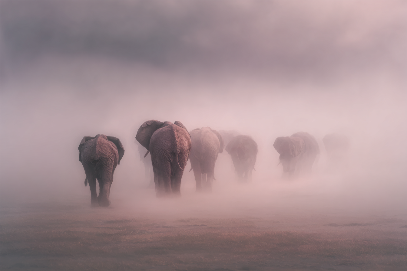 Herde Von Elefanten Im Nebligen Landscape | Safari und Wildtiere | Tiere
