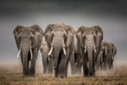 Herde Von Elefanten Im Vorbeigehen Mit Weichem Hintergrund | Safari und Wildtiere | Tiere