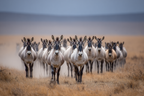 Herde Von Wildbeesten In Der Savanne Bei Dramatischem Licht | Safari und Wildtiere | Tiere