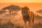 Löwe Im Sonnenaufgang Oder Sonnenuntergang Im Savanne | Safari und Wildtiere | Tiere