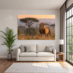 Majestic Lion Sunset In Tall Grass Savanna Landscape