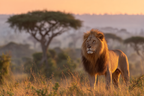 Majestic Lion Sunset In Tall Grass Savanna Landscape | Safari und Wildtiere | Tiere