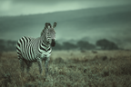 Zebra Im Natur In Kunstvollem Hintergrund | Safari und Wildtiere | Tiere