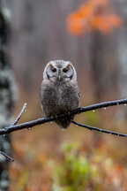 Eule Auf Einem Ast Im Regenwald Mit Regentropfen | Voegel | Tiere