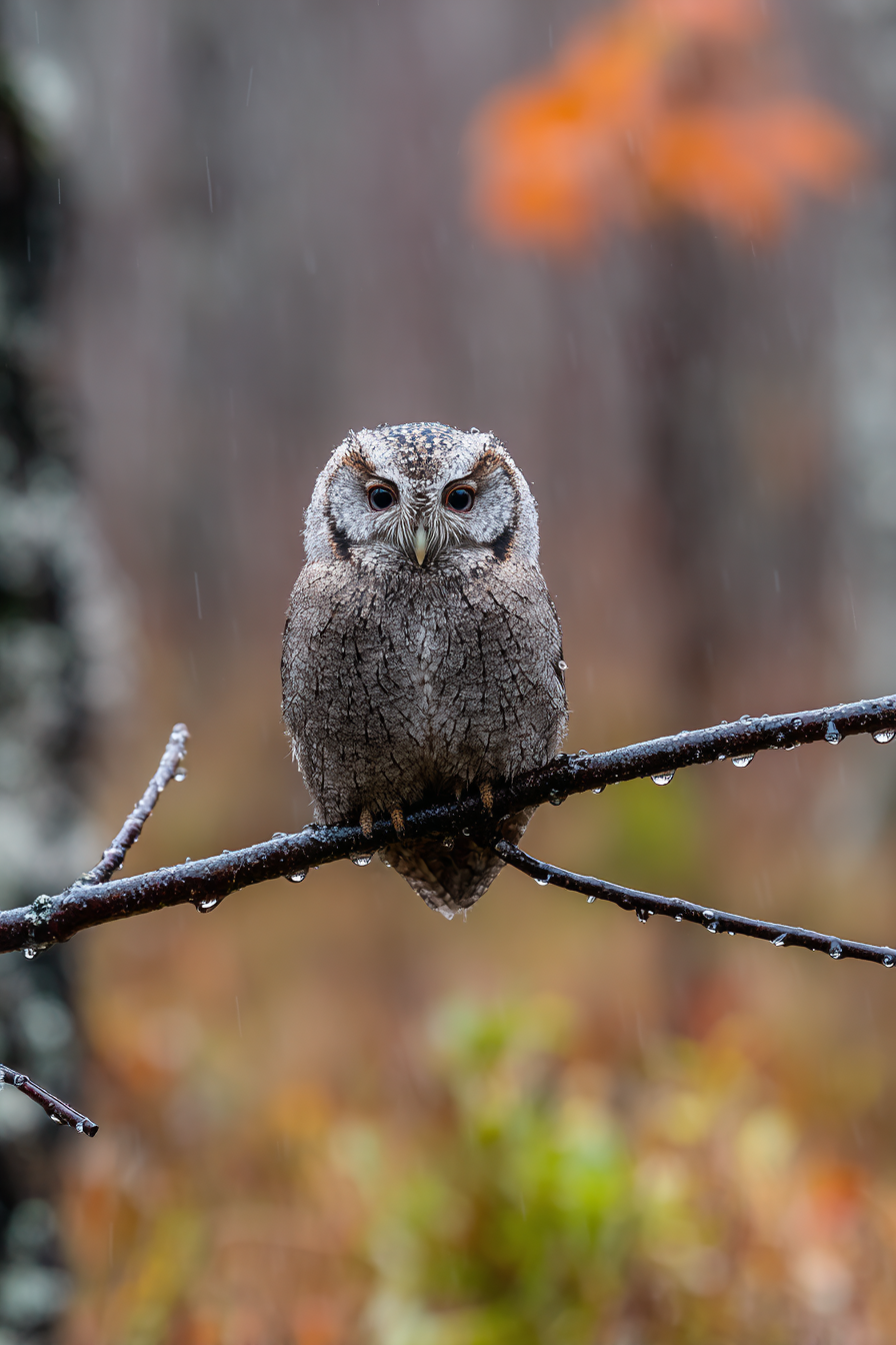 Eule Auf Einem Ast Im Regenwald Mit Regentropfen | Voegel | Tiere