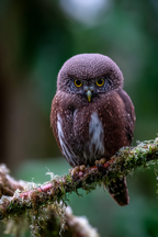 Kleine Eule Auf Einem Moosbedeckten Zweig | Voegel | Tiere