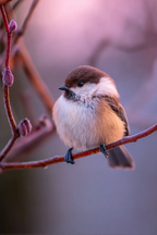 Kleiner Vogel Auf Einem Zweig Flauschig Und Kaltklimatisch Adaptiert | Voegel | Tiere