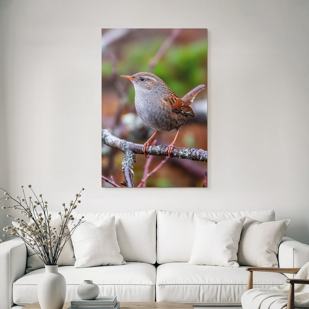 Vogel Auf Einem Ast Mit Orangenem Schnabel Grau Braun