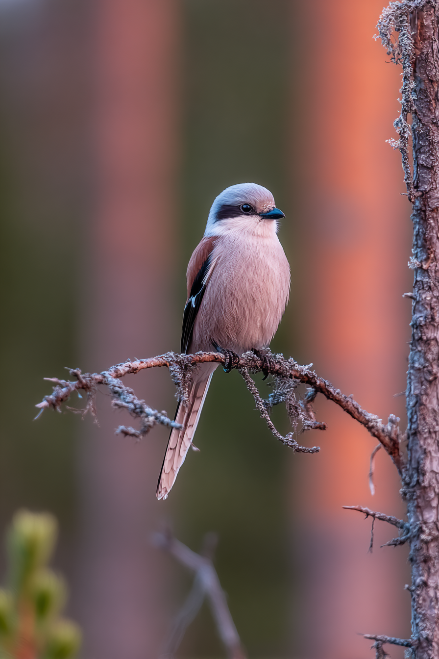 Vogel Auf Einem Zweig Graür Kopf Pinkem Körper Natur Umgebung | Voegel | Tiere