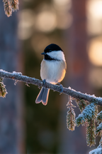 Vogel Auf Verfrorenem Zweig Im Winter Mit Unscharfem Hintergrund | Voegel | Tiere