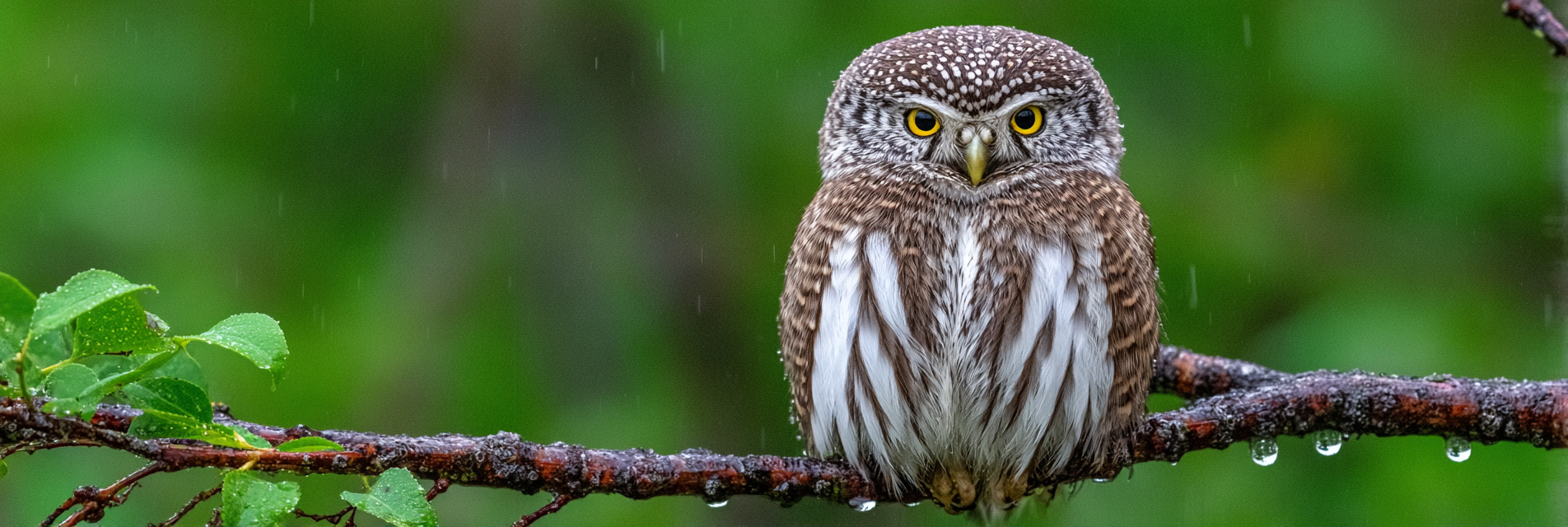 Eule Im Regen Auf Einem Holzast Mit Grünem Hintergrund | Voegel | Tiere