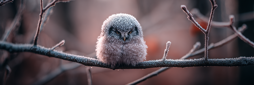 Kleiner Fluffiger Vogel Im Frost Auf Einem Zweig Winterliche Atmosphäre | Voegel | Tiere