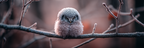 Kleiner Fluffiger Vogel Im Frost Auf Einem Zweig Winterliche Atmosphäre | Voegel | Tiere