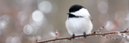 Kleiner Vogel Auf Einem Ast Mit Unscharfem Hintergrund | Voegel | Tiere