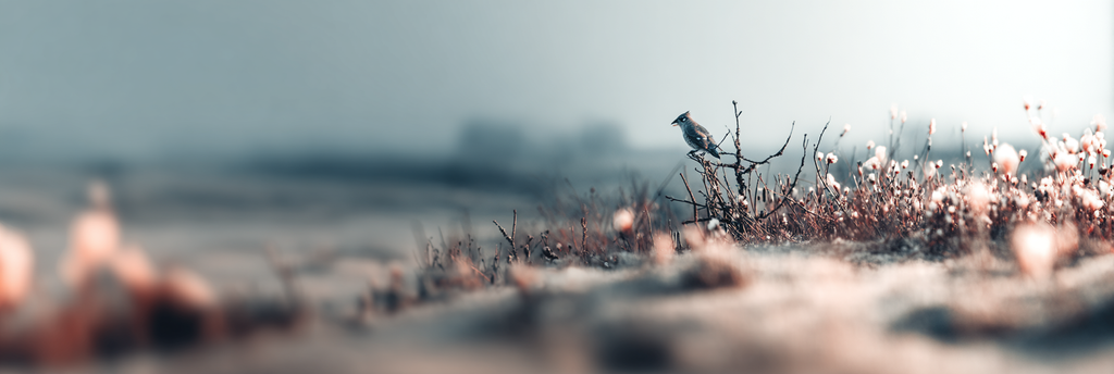 Ruhe Im Natur Mit Vogel Auf Baumzweig Blur Background | Voegel | Tiere