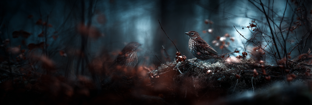 Ruhiger Forest Vogel Szene Mystische Atmosphäre | Voegel | Tiere