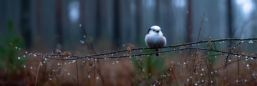 Vogel Auf Einem Ast Im Nebligen Wald Mit Wassertropfen | Voegel | Tiere