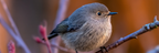 Vogel Auf Einem Ast Mit Weichen Flaumigen Federn | Voegel | Tiere