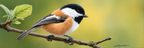 Vogel Auf Einem Zweig Mit Bunten Federn Hintergrund Unscharf | Voegel | Tiere