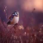 Eule Auf Ast Dreamy Hintergrund Dämmerung | Voegel | Tiere