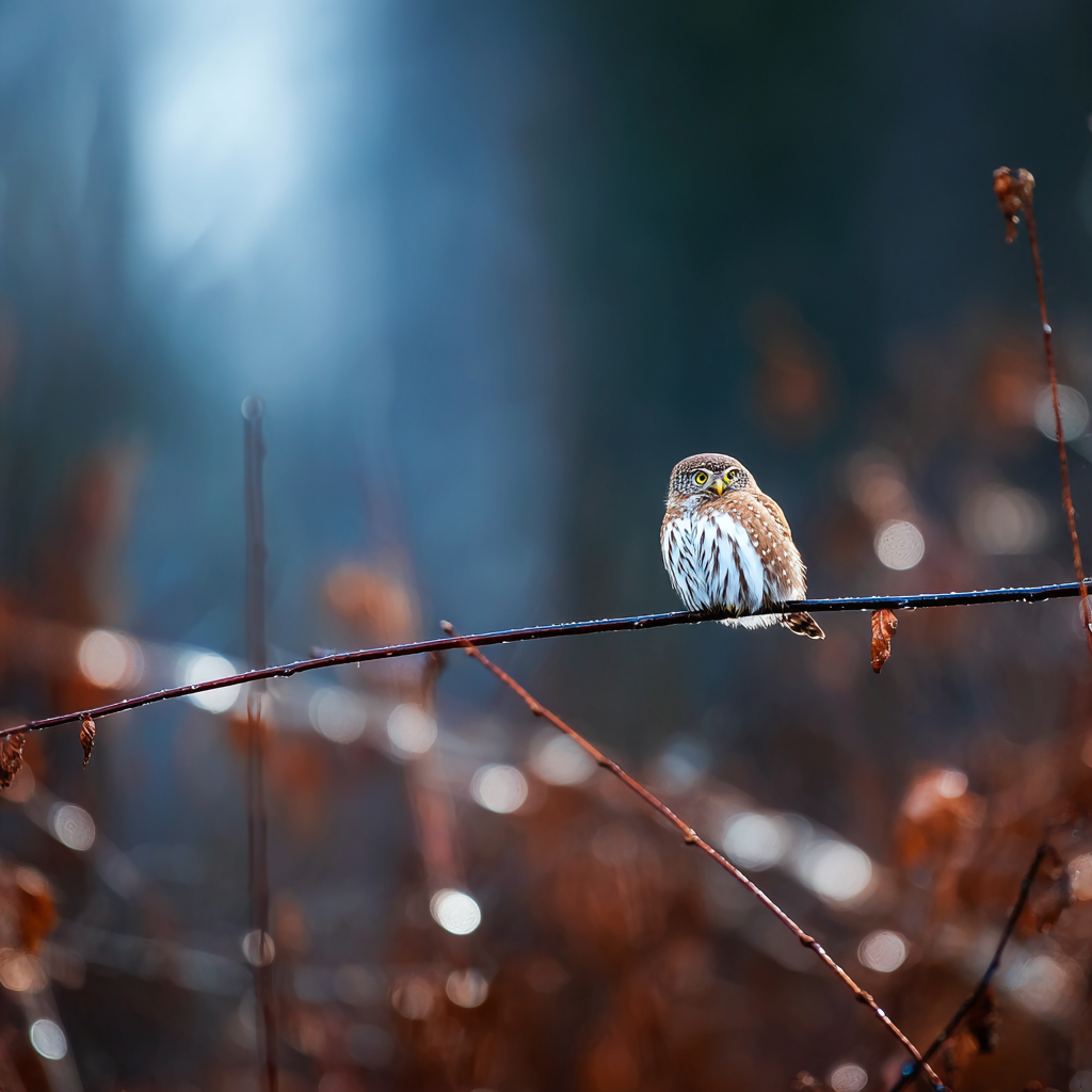 Kleine Eule Auf Einem Ast In Einer Naturkulisse | Voegel | Tiere