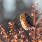 Kleine Eule Auf Einem Zweig Im Weichen Licht Mit Unscharfem Hintergrund | Voegel | Tiere