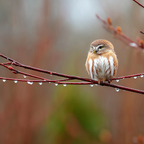 Kleiner Eule Auf Einem Zweig Mit Wassertropfen Serene Natur | Voegel | Tiere