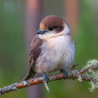 Kleiner Vogel Auf Einem Zweig Mit Braunem Hut Und Hellem Körper | Voegel | Tiere