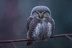 Eule Mit Frost Auf Dem Rücken Auf Einem Ast | Voegel | Tiere