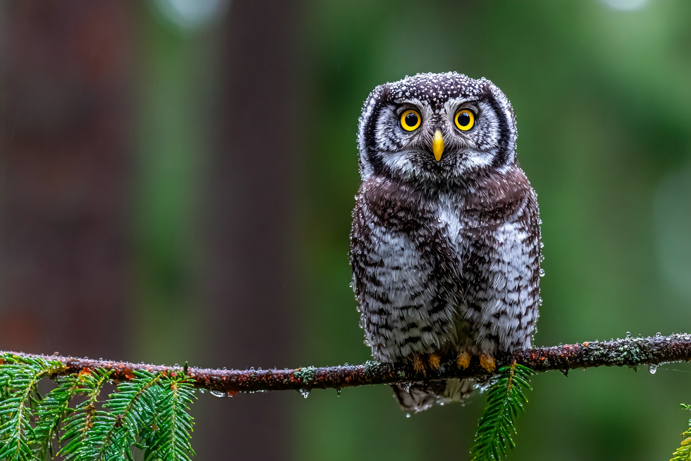 Eule Auf Einem Zweig Umgeben Von Grünen Pflanzen Im Regen | Voegel | Tiere
