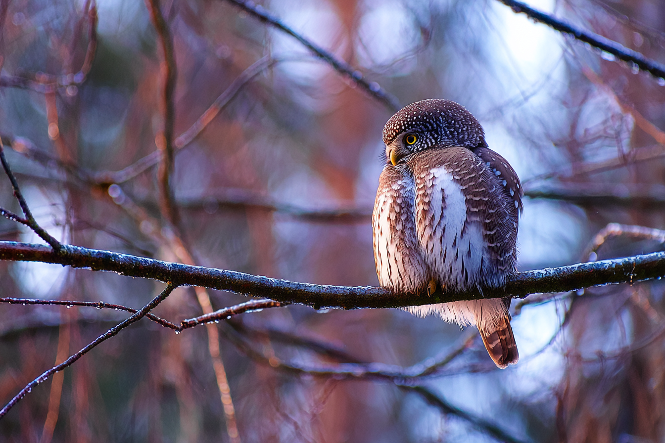 Kauz Auf Einem Zweig Mit Geflecktem Federkleid Im Naturhintergrund | Voegel | Tiere