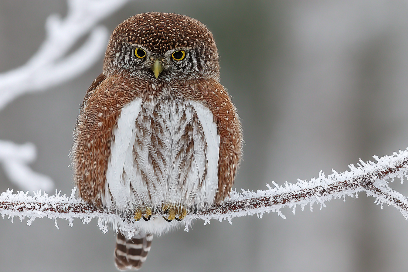 Kleine Eule Auf Einem Frostigen Zweig Mit Geringem Camouflage | Voegel | Tiere