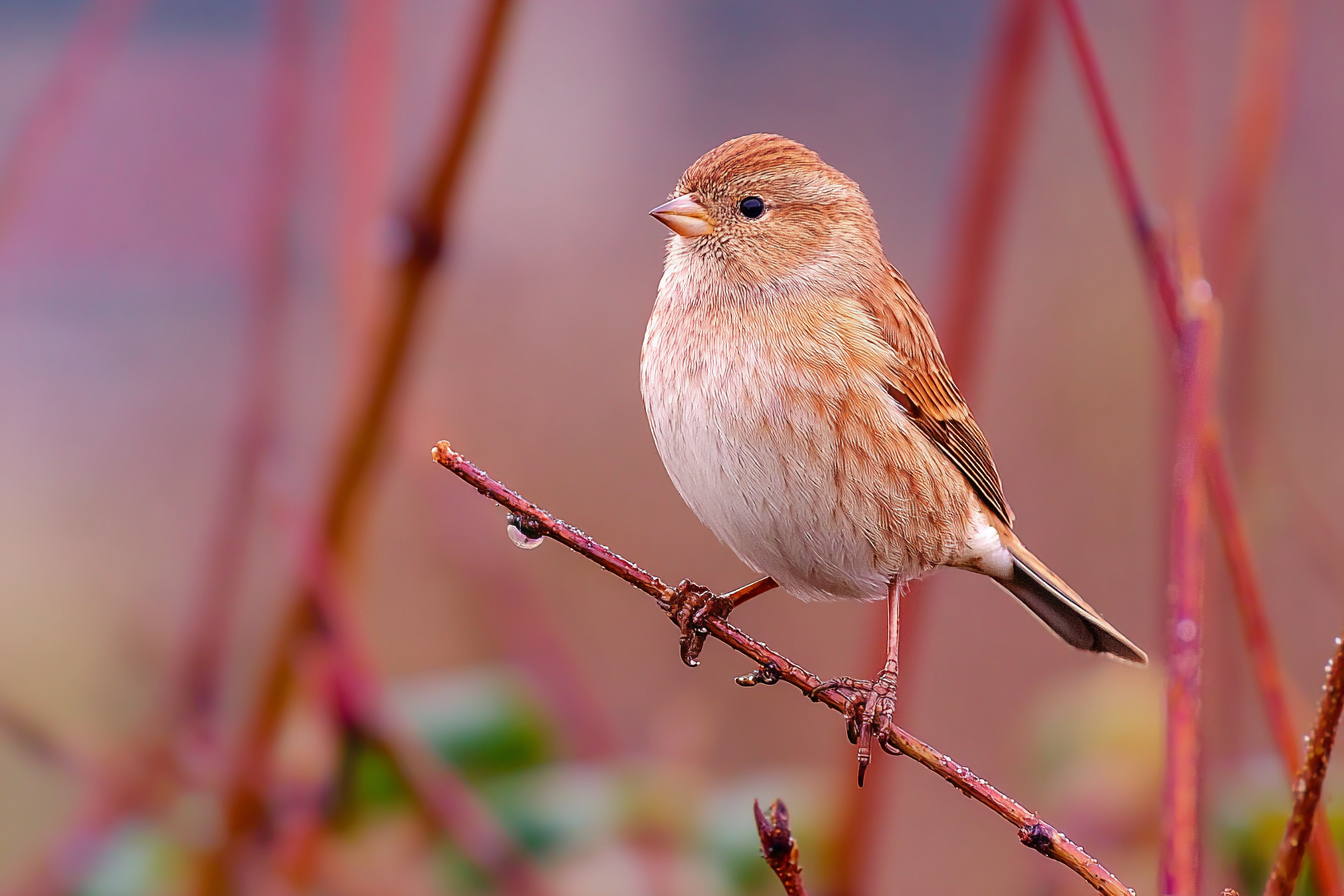 Kleiner Vogel Auf Einem Zweig Braunes Federkleid Natürliche Umgebung | Voegel | Tiere