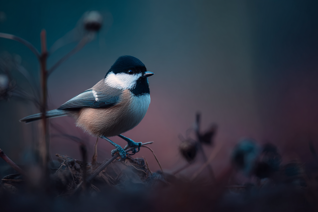 Vogel Auf Einem Ast Mit Weichfokus Hintergrund | Voegel | Tiere