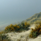 Küstenlandschaft Mit Sanddünen Und Nebelartige Atmosphäre | Duenen und Heide | Landschaften