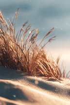 Hohes Gras Auf Sand Im Warmen Licht Serene Natur | Duenen und Heide | Landschaften