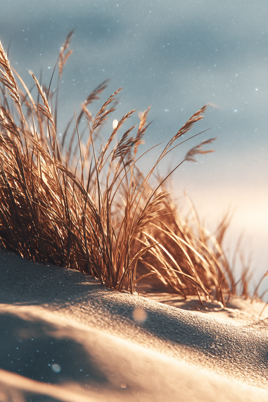 Hohes Gras Auf Sand Im Warmen Licht Serene Natur | Duenen und Heide | Landschaften