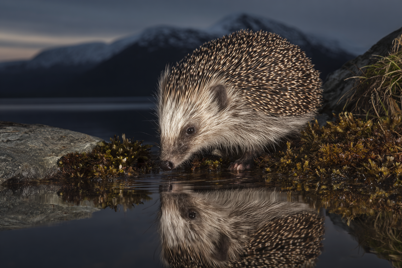 Polarlicht Igel Trinkt Aus Wasser Spiegelung In Bergen Bei Dämmerung | Fjorde und Gletscher | Landschaften