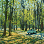 Friedlicher Wald Mit Altem Grünem Auto | Duenen und Heide | Landschaften
