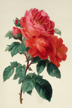 Botanische Illustration Roter Rosen Im Vollblute Mit Blütenknospen Und Grünen Blättern