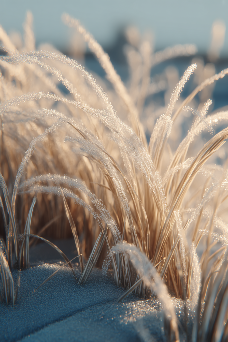 Frostiger Gras Nahaufnahme Morgentau Auf Gras Vegetation | Duenen und Heide | Landschaften