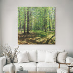 Lush Forest Scene Mit Tall Baeume Und Dappled Sonne Light | Duenen und Heide | Landschaften