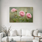 Rosa Rosen In Verschiedenen Blütenstadien Mit Knospen Und Grünen Blättern